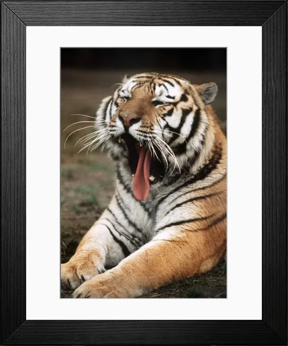 Framed Print : Siberian Tiger at London Zoo - March 1984 Framed Print : Siberian Tiger at London Zoo - March 1984