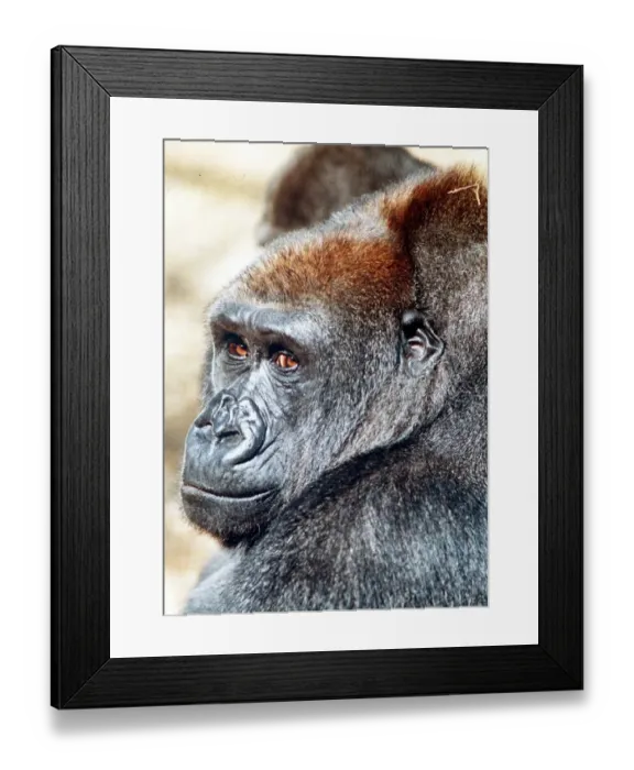 Framed Print : Gorilla at London Zoo April 1991 Framed Print : Gorilla at London Zoo April 1991