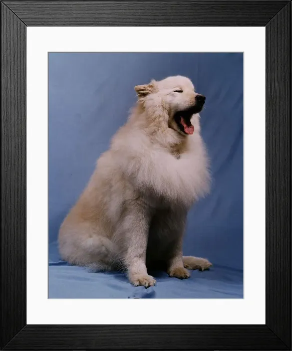 Framed Print : A Samoyed dog February 1993 Framed Print : A Samoyed dog February 1993