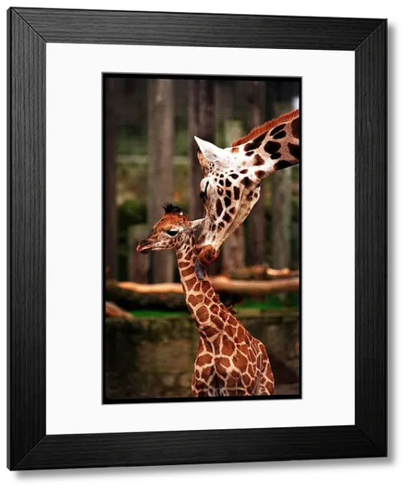 Framed Print : Savannah giraffe Edinburgh Zoo January 1998 first public appearance of baby giraffe