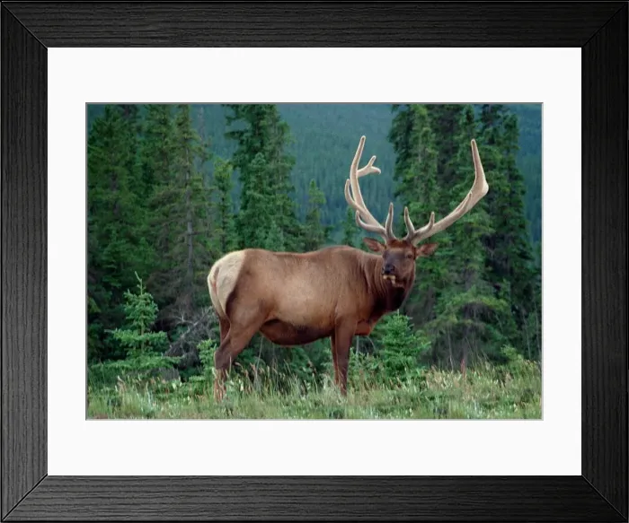 Framed Print : Stag grazing in Canada - July 1999 Framed Print : Stag grazing in Canada - July 1999