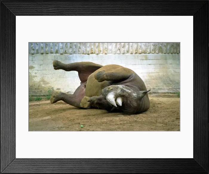 Framed Print : Rosie the Back Rhino rolls in dust August 1999 as the heatwave continues the animals Framed Print : Rosie the Back Rhino rolls in dust August 1999 as the heatwave continues the animals
