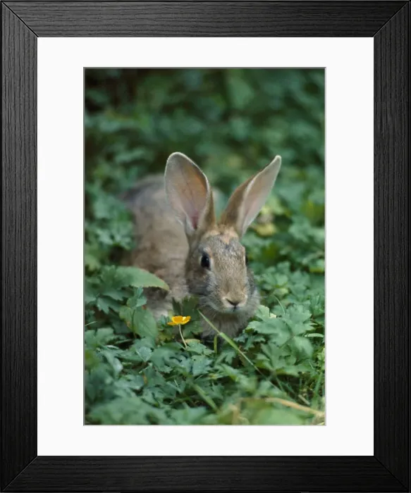 Framed Print : Wild Rabbit - August 1968 Framed Print : Wild Rabbit - August 1968
