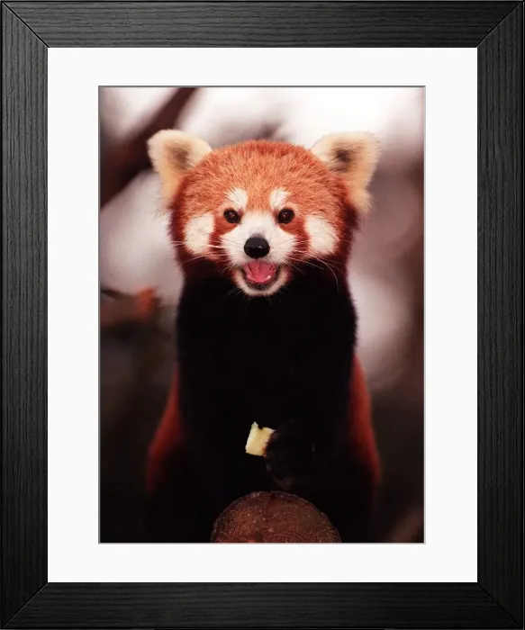 Framed Print : Rusty the rare Red Panda born at Edinburgh Zoo - November 1997 Framed Print : Rusty the rare Red Panda born at Edinburgh Zoo - November 1997
