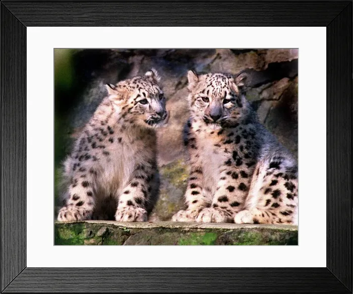 Framed Print : Snow Leopard Cubs December 1998 Brilliant and white pictured at Edinburgh Zoo Framed Print : Snow Leopard Cubs December 1998 Brilliant and white pictured at Edinburgh Zoo