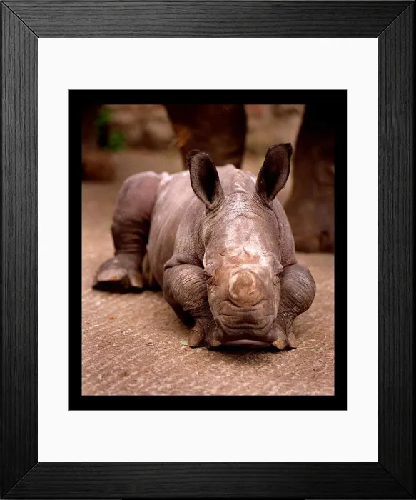 Framed Print : Otze the Rhinocerous born at Edinburgh Zoo June 1998 Framed Print : Otze the Rhinocerous born at Edinburgh Zoo June 1998