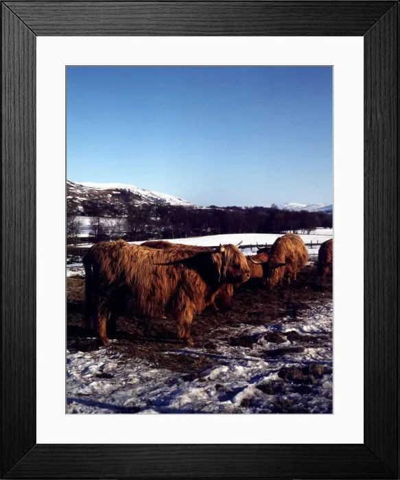 Framed Print : Pedigree Highland cattle on a farm at Luib in Perthshire, Scotland circa 1995 Framed Print : Pedigree Highland cattle on a farm at Luib in Perthshire, Scotland circa 1995