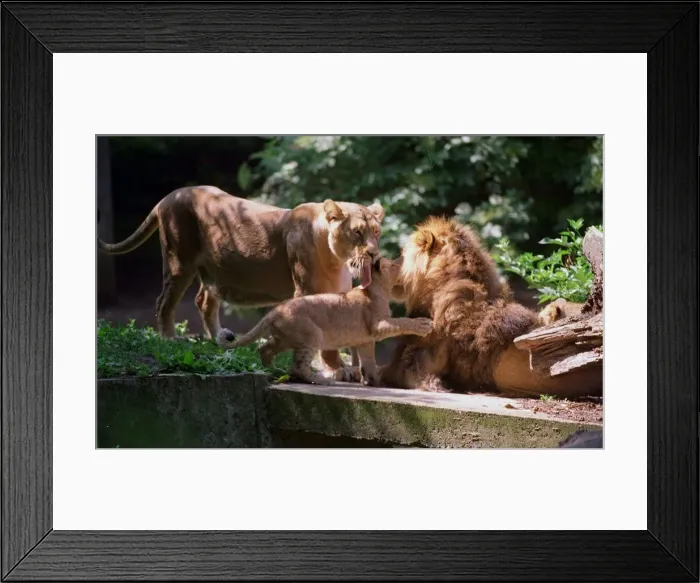 Framed Print : A lion called Kamal with two of its cubs at London Zoo June 1999 Framed Print : A lion called Kamal with two of its cubs at London Zoo June 1999