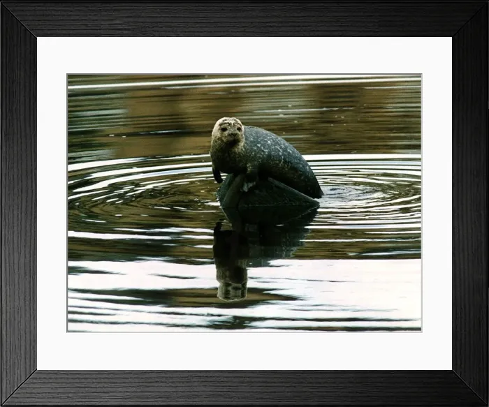 Framed Print : Seal pup in River Clyde nicknamed Sammy circa 1995