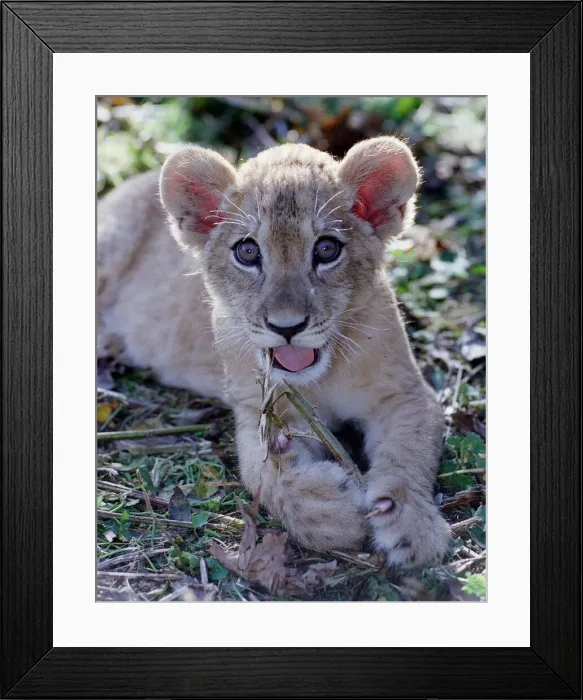 Framed Print : Saffiya a three-month-old Barbary Lion cub born at Port Lympne zoo in Kent Framed Print : Saffiya a three-month-old Barbary Lion cub born at Port Lympne zoo in Kent
