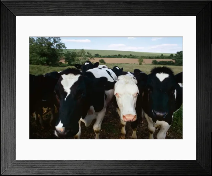 Framed Print : The cows come home for evening milking at Marlborough in Wiltshire Framed Print : The cows come home for evening milking at Marlborough in Wiltshire