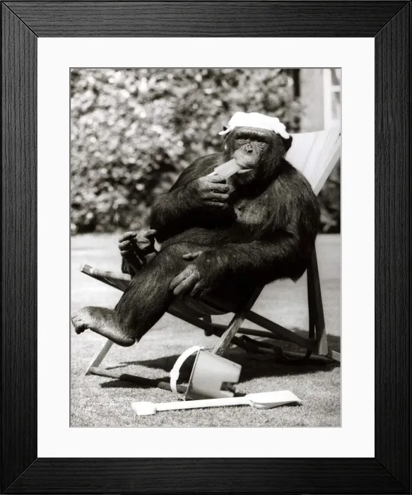 Framed Print : Chimp cools off in the heat with an Ice lolly - August 1983 Framed Print : Chimp cools off in the heat with an Ice lolly - August 1983
