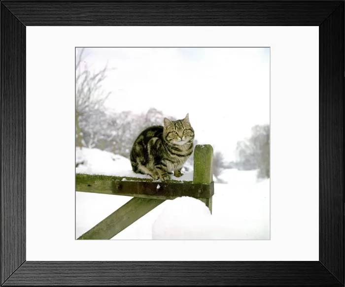 Framed Print : The farm cat sits on the gate contemplating last nights snow fall Tabby cat Framed Print : The farm cat sits on the gate contemplating last nights snow fall Tabby cat