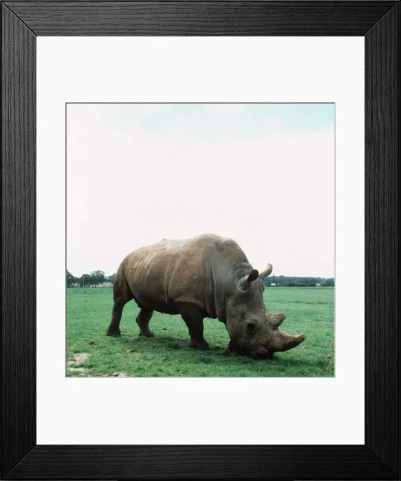 Framed Print : White Rhino eating grass circa 1990 Framed Print : White Rhino eating grass circa 1990