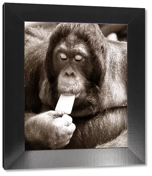 Orangutan eating a ice lolly - June 1976
