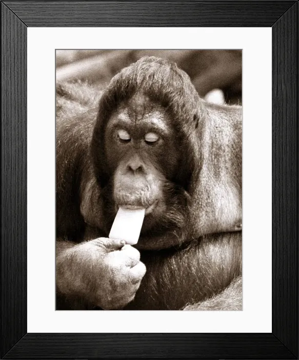 Framed Print : Orangutan eating a ice lolly - June 1976 Framed Print : Orangutan eating a ice lolly - June 1976