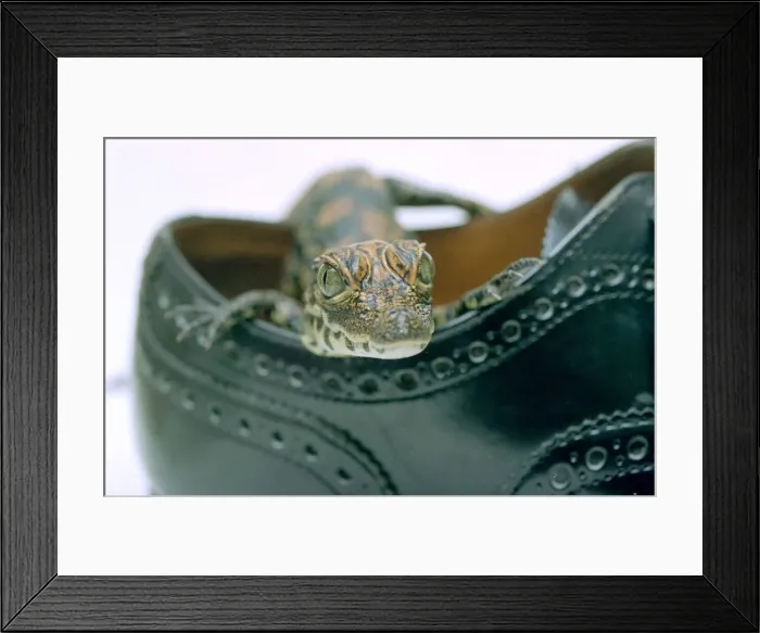 Framed Print : A baby Alligator rests in a shoe at Bristol Zoo November 1997 Framed Print : A baby Alligator rests in a shoe at Bristol Zoo November 1997