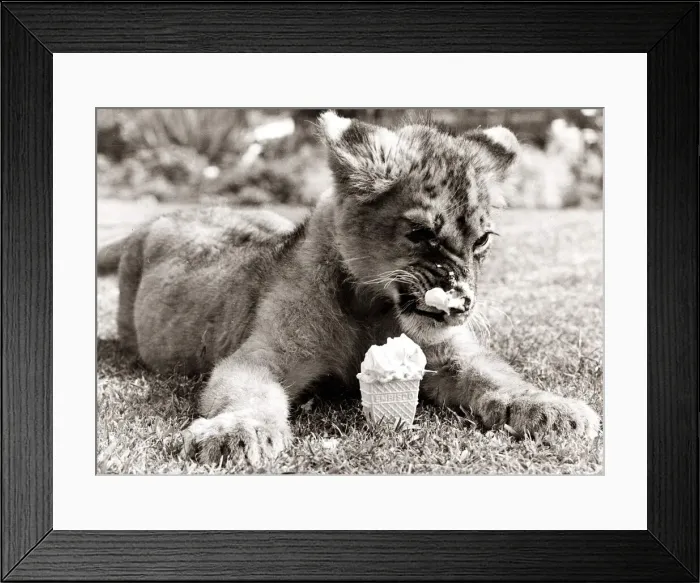 Framed Print : Lion Cub cools off in the heat with an ice cream - August 1977 Framed Print : Lion Cub cools off in the heat with an ice cream - August 1977