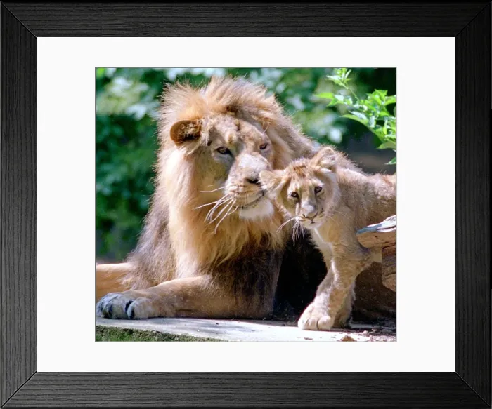 Framed Print : Two generations of Lions seen here in the big cat enclosure at Woburn Abbey June Framed Print : Two generations of Lions seen here in the big cat enclosure at Woburn Abbey June