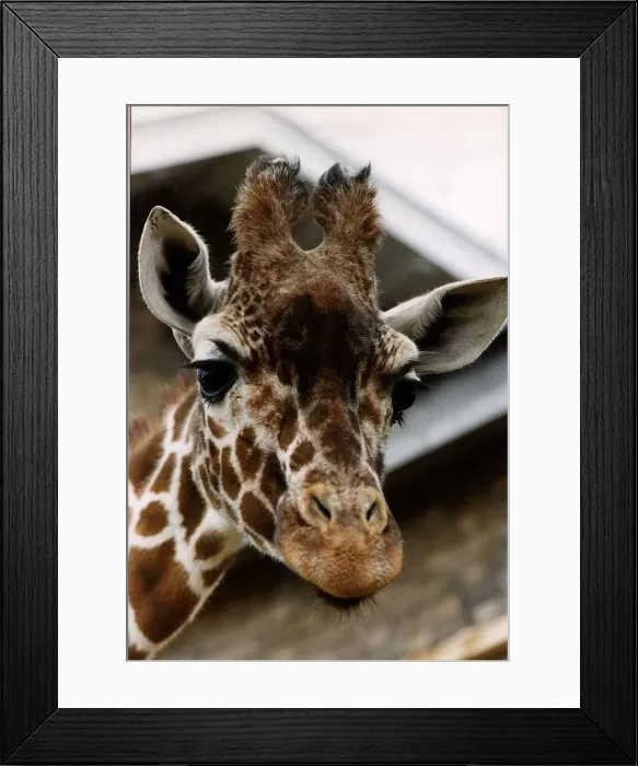 Framed Print : Virginia the Giraffe circa 1996 Framed Print : Virginia the Giraffe circa 1996