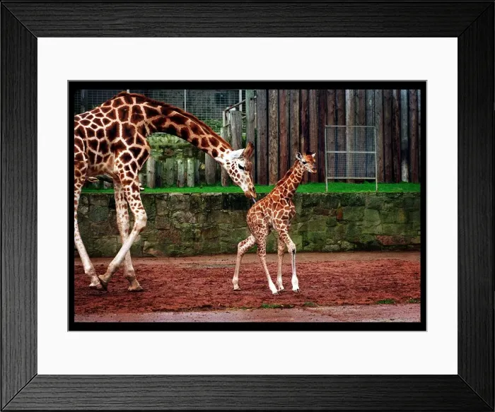 Framed Print : Savannah the Giraffe Edinburgh zoo January 1998 mother Framed Print : Savannah the Giraffe Edinburgh zoo January 1998 mother