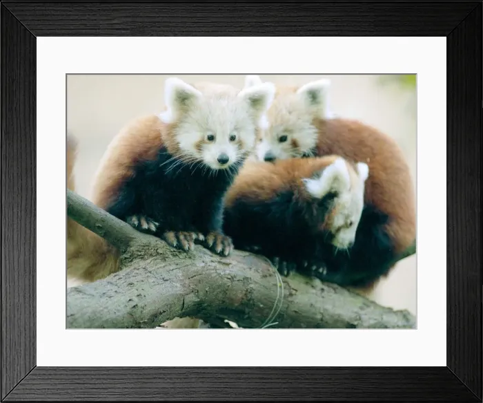 Framed Print : Red Panda cubs at Bristol Zoo Three cubs sitting on branch of Tree November 1997 Framed Print : Red Panda cubs at Bristol Zoo Three cubs sitting on branch of Tree November 1997