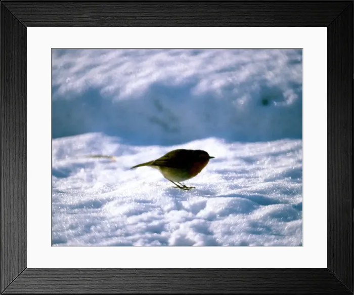 Framed Print : Robin in snow. circa 1979 Framed Print : Robin in snow. circa 1979