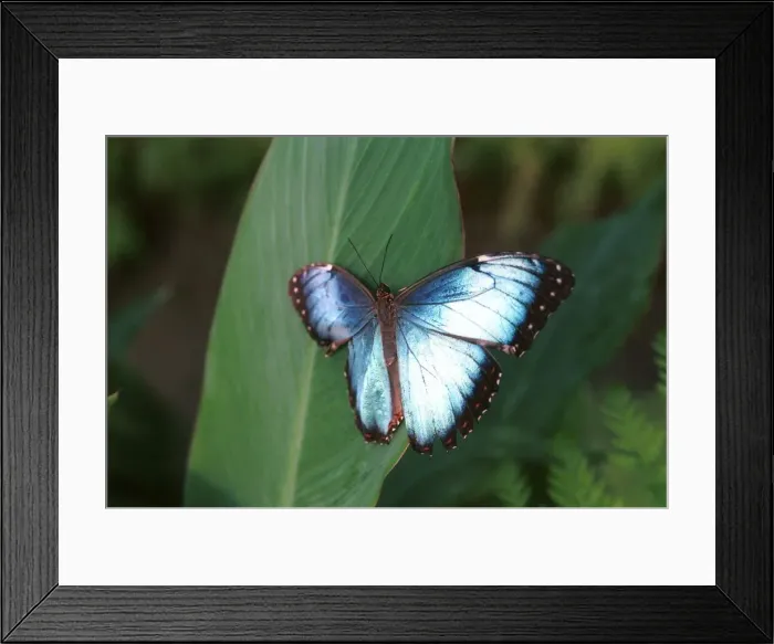 Framed Print : Northern Irish Butterfly Enthusiast Patrick Forde July 1999 One of Patrick Framed Print : Northern Irish Butterfly Enthusiast Patrick Forde July 1999 One of Patrick