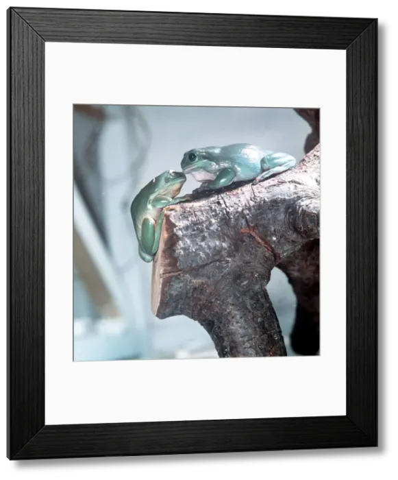 Framed Print : Australian Tree Frogs February 1980 Framed Print : Australian Tree Frogs February 1980