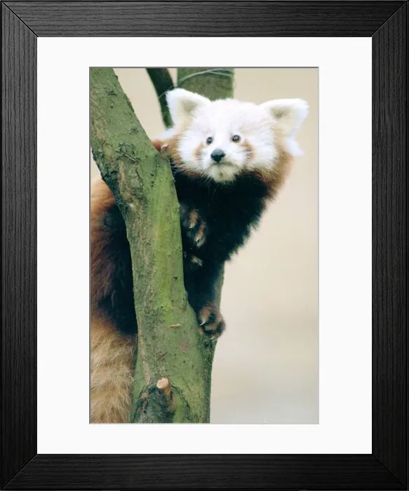Framed Print : Red Panda cubs at Bristol Zoo A Red Panda cub sitting on branch of Tree November 1997 Framed Print : Red Panda cubs at Bristol Zoo A Red Panda cub sitting on branch of Tree November 1997