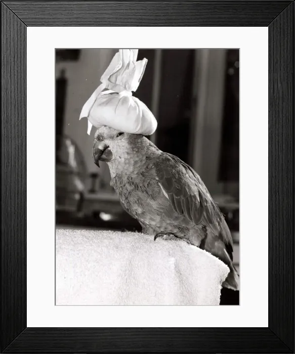 Framed Print : Nigel the Parrot - July 1982 Keeps cool in the hot weather by wearing an ice pack Framed Print : Nigel the Parrot - July 1982 Keeps cool in the hot weather by wearing an ice pack