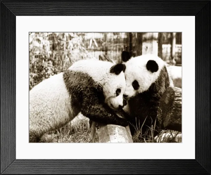 Framed Print : Pandas in the Zoo Circa 1955 Framed Print : Pandas in the Zoo Circa 1955