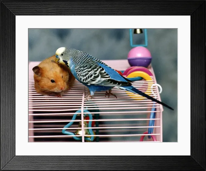 Framed Print : Mouse and Budgie called Rambo and Blue circa 1994 Framed Print : Mouse and Budgie called Rambo and Blue circa 1994