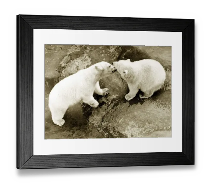 Framed Print : Polar Bears kissing Jaunary 1982 Framed Print : Polar Bears kissing Jaunary 1982