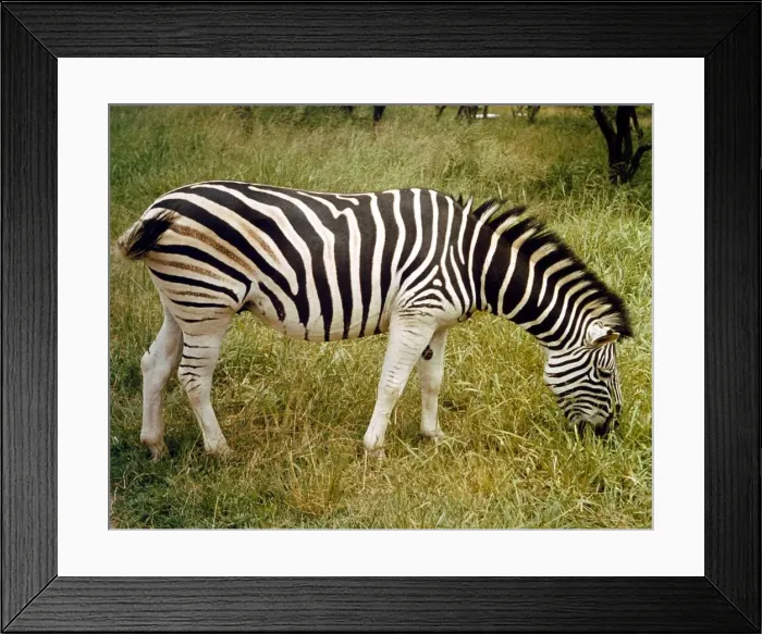 Framed Print : Zebra in South Africa circa 1978 Framed Print : Zebra in South Africa circa 1978