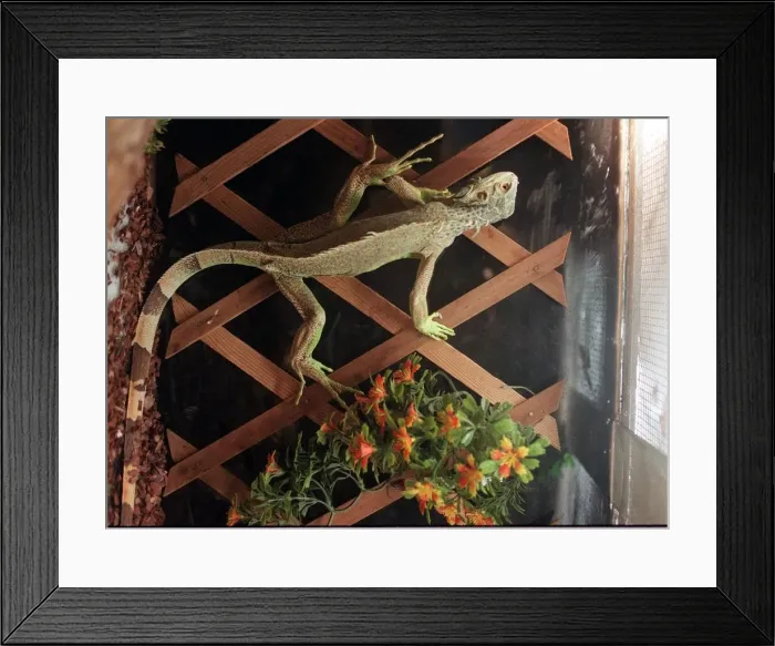 Framed Print : Iguana which Michelle McMillan gave to Glasgow Zoo but was later found for sale Framed Print : Iguana which Michelle McMillan gave to Glasgow Zoo but was later found for sale