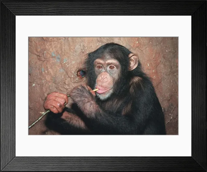 Framed Print : Trudy the Chimp who was rescued after being beaten by Mary Chipperfield Enjoying