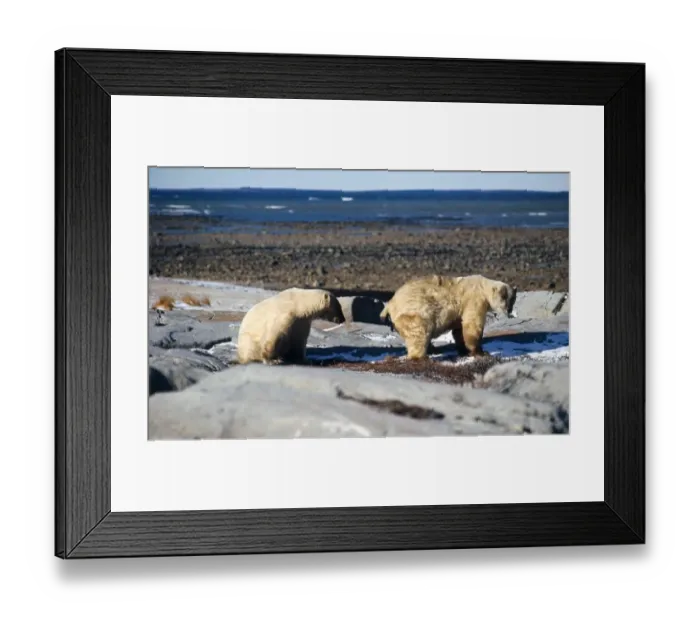 Framed Print : Polar Bears at Churchill, Maritoba, on the Hudaon Bay. October 1971 Framed Print : Polar Bears at Churchill, Maritoba, on the Hudaon Bay. October 1971