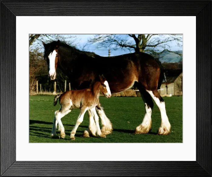 Framed Print : Horse and foal circa 1990 Framed Print : Horse and foal circa 1990