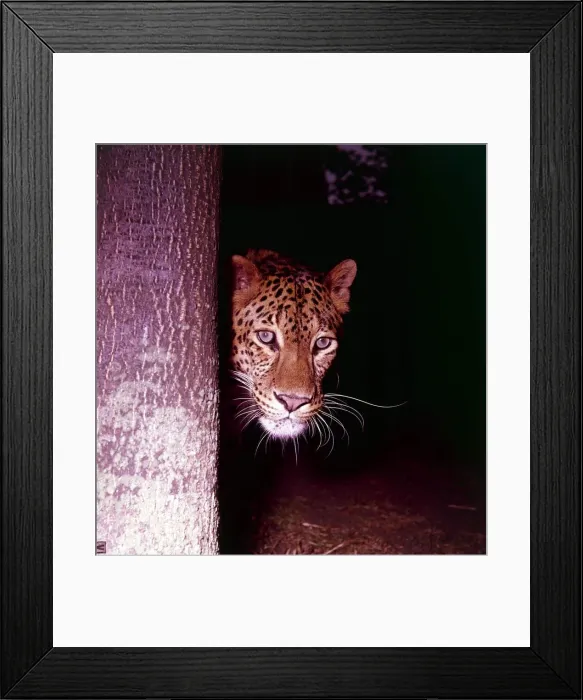 Framed Print : Leopard owned by Mr Frank Farrah of Southport, appeared in the film Framed Print : Leopard owned by Mr Frank Farrah of Southport, appeared in the film
