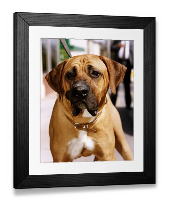 Framed Print : Animals Dogs Tosa May 1991