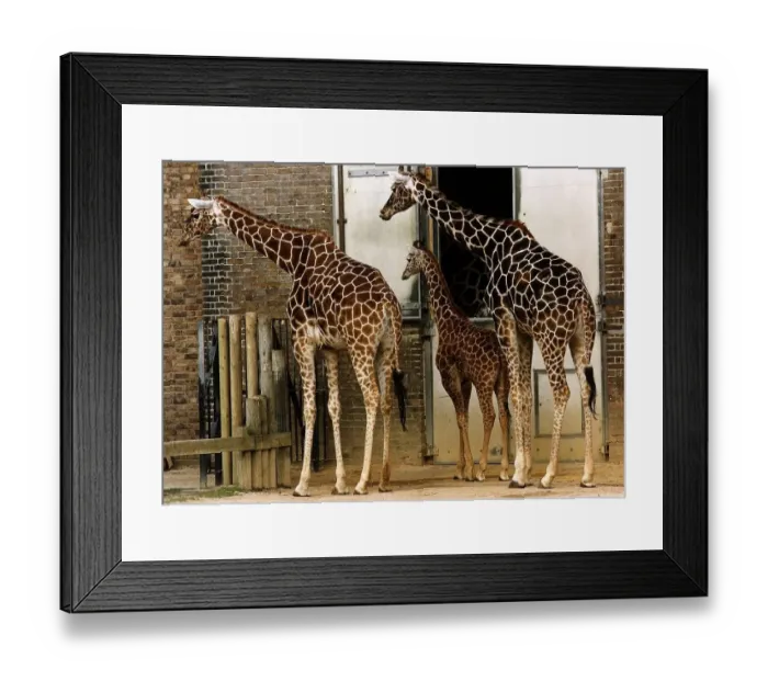 Framed Print : Three Giraffes in zoo enclosure two adults and one juvenile March 1993 Framed Print : Three Giraffes in zoo enclosure two adults and one juvenile March 1993