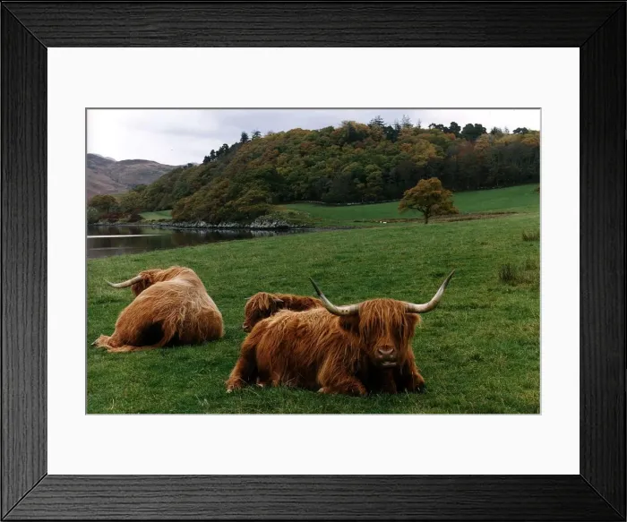 Framed Print : Highland cows cattle grazing in field by loch circa 1995 Framed Print : Highland cows cattle grazing in field by loch circa 1995