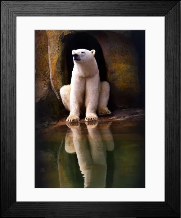 Framed Print : Polar bear in Zoo circa 1988 Framed Print : Polar bear in Zoo circa 1988