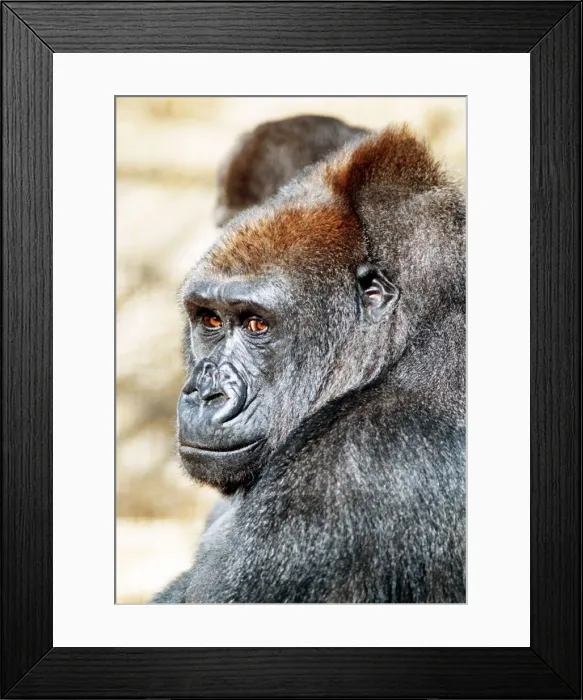 Framed Print : Gorilla April 1991 This gorilla faces death as London Zoo closes down Framed Print : Gorilla April 1991 This gorilla faces death as London Zoo closes down
