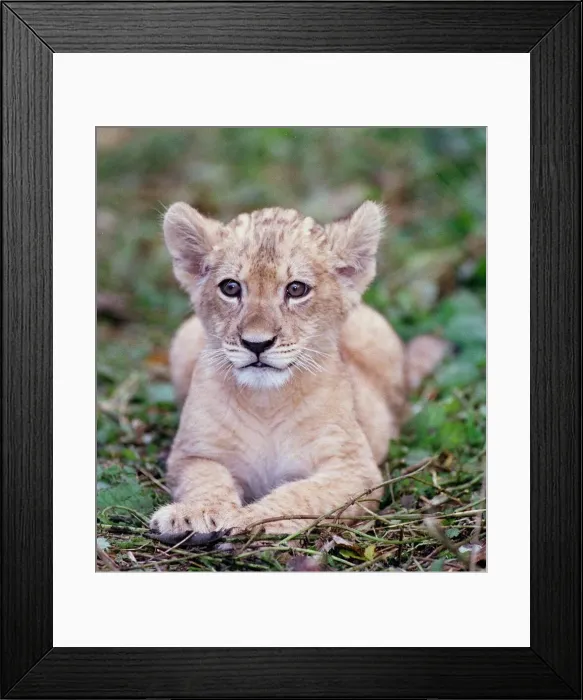 Framed Print : Saffiya a three-month-old Barbary Lion cub born at Port Lympne zoo in Kent