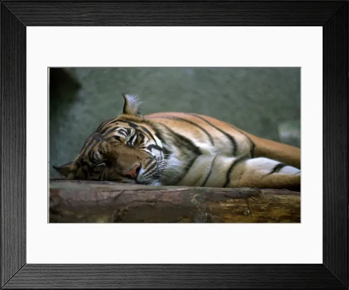 Framed Print : Too hot for tigers as the heatwave continues August 1999 the animals at Regents