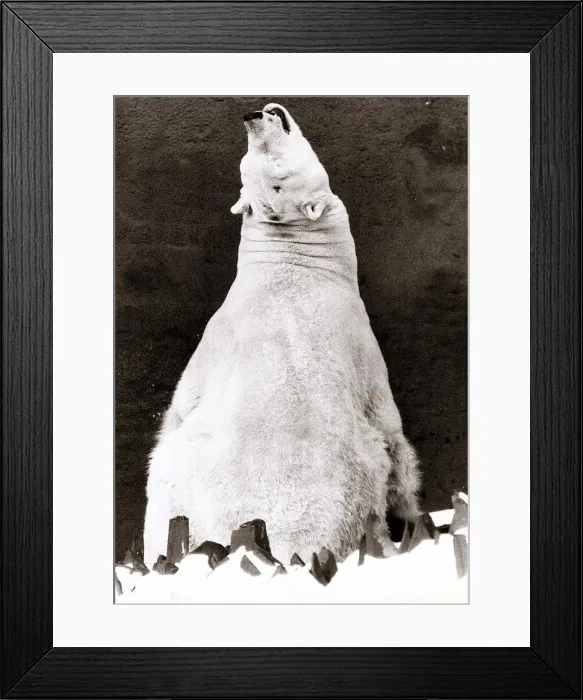 Framed Print : Polar Bear sitting out in the snow - January 1982 London Zoo Framed Print : Polar Bear sitting out in the snow - January 1982 London Zoo