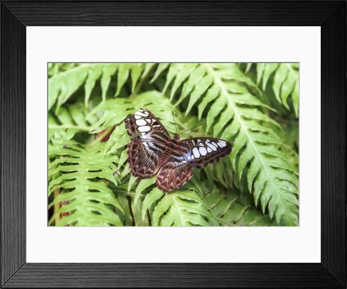 Framed Print : Northern Irish Butterfly Enthusiast Patrick Forde July 1999 One of Patrick Framed Print : Northern Irish Butterfly Enthusiast Patrick Forde July 1999 One of Patrick
