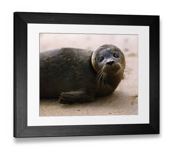 Framed Print : Animals Seals October 1991 Framed Print : Animals Seals October 1991